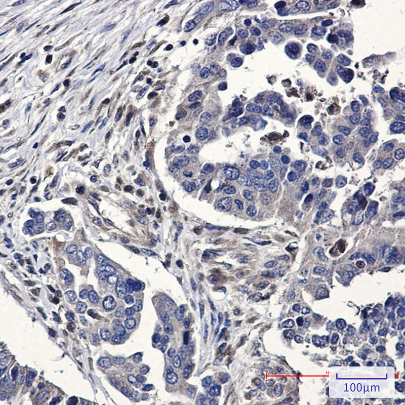 Anti-RhoA/B/C Rabbit Polyclonal Antibody