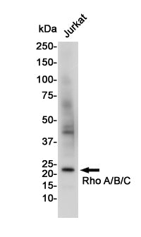 Anti-RhoA/B/C Rabbit Polyclonal Antibody