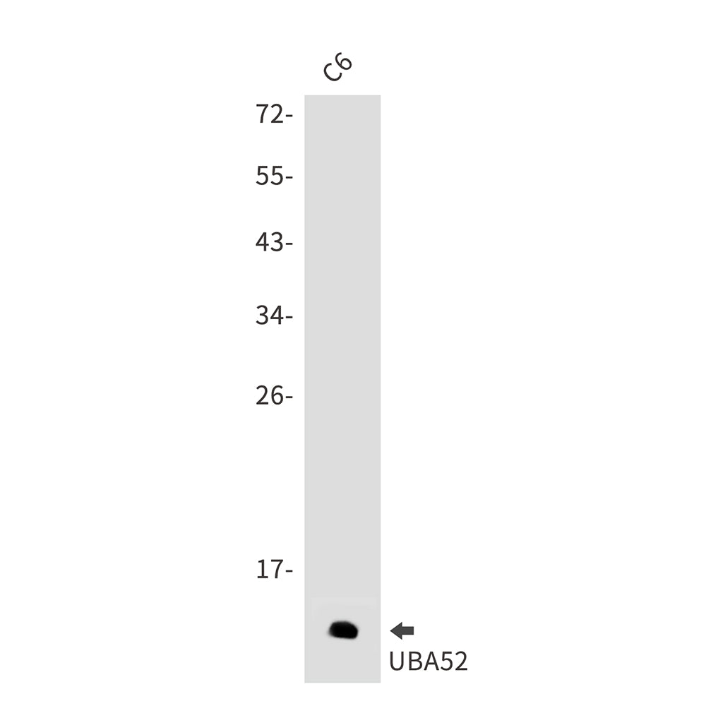 Anti-Ubiquitin 60S Ribosomal Protein L40 Rabbit Polyclonal Antibody