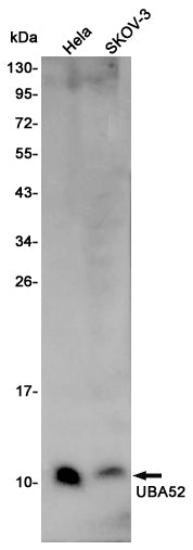 Anti-Ubiquitin 60S Ribosomal Protein L40 Rabbit Polyclonal Antibody
