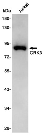 Anti-GRK3 Rabbit Polyclonal Antibody