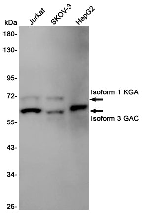Anti-Glutaminase Rabbit Polyclonal Antibody