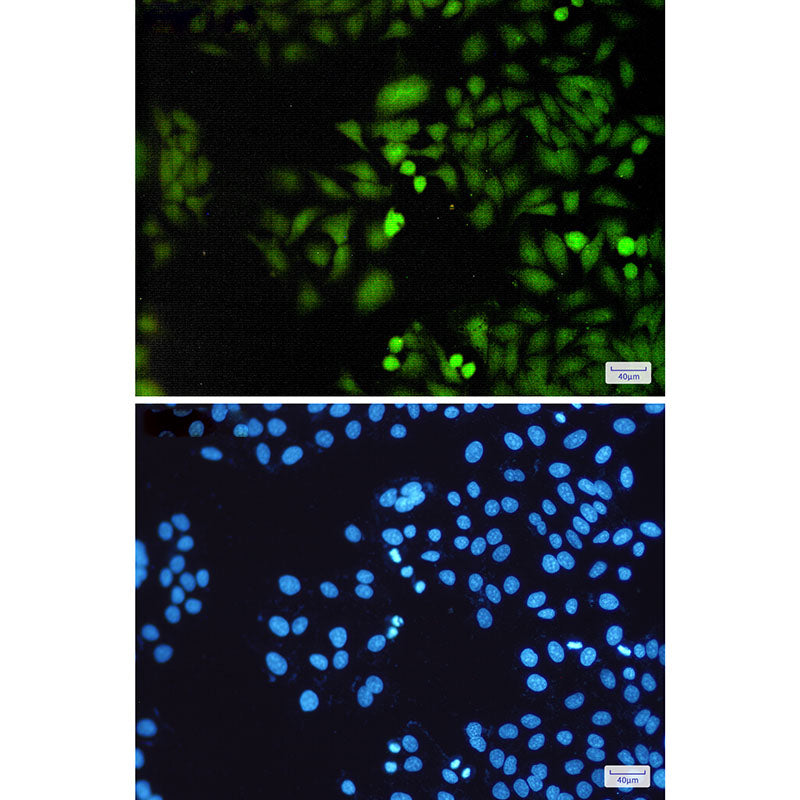 Anti-DUSP3 Rabbit Polyclonal Antibody