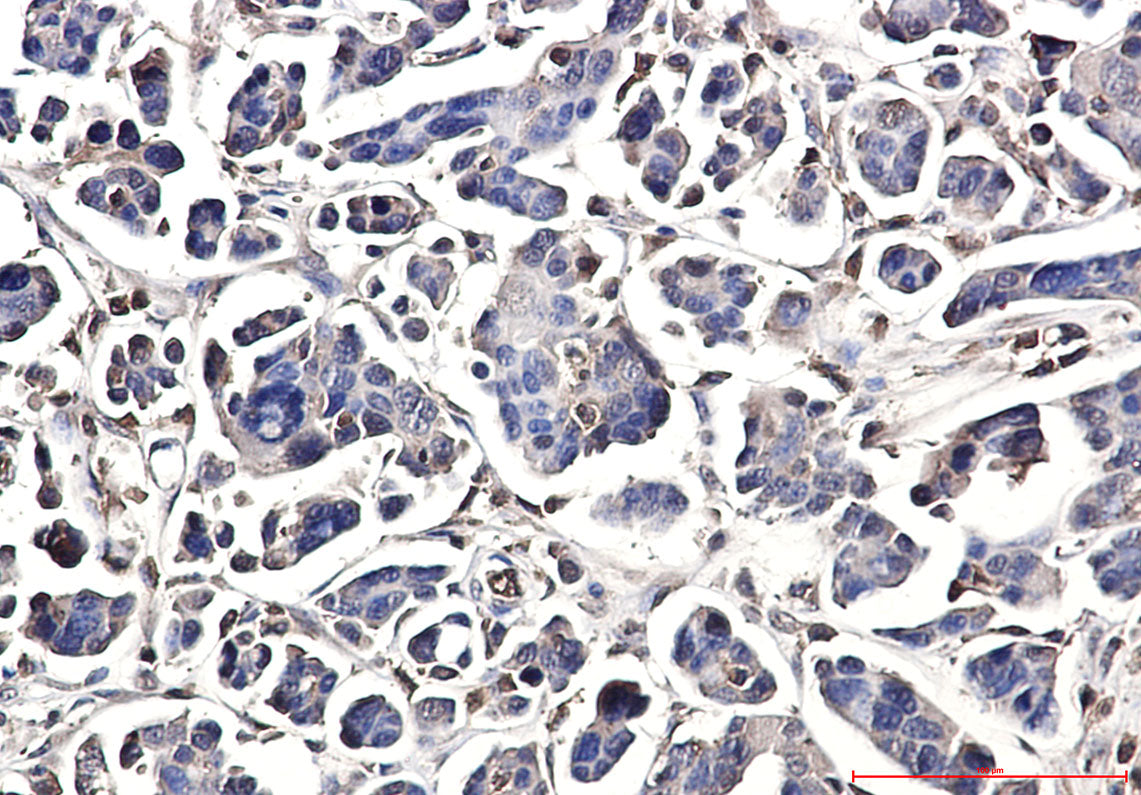 Anti-DUSP3 Rabbit Polyclonal Antibody