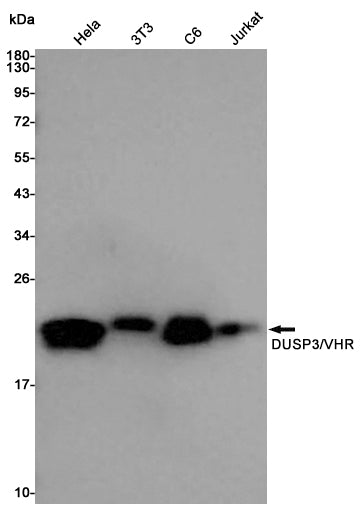 Anti-DUSP3 Rabbit Polyclonal Antibody