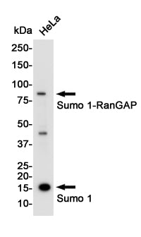 Anti-SUMO1 Rabbit Polyclonal Antibody