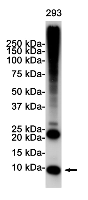 Anti-Ubiquitin Rabbit Polyclonal Antibody