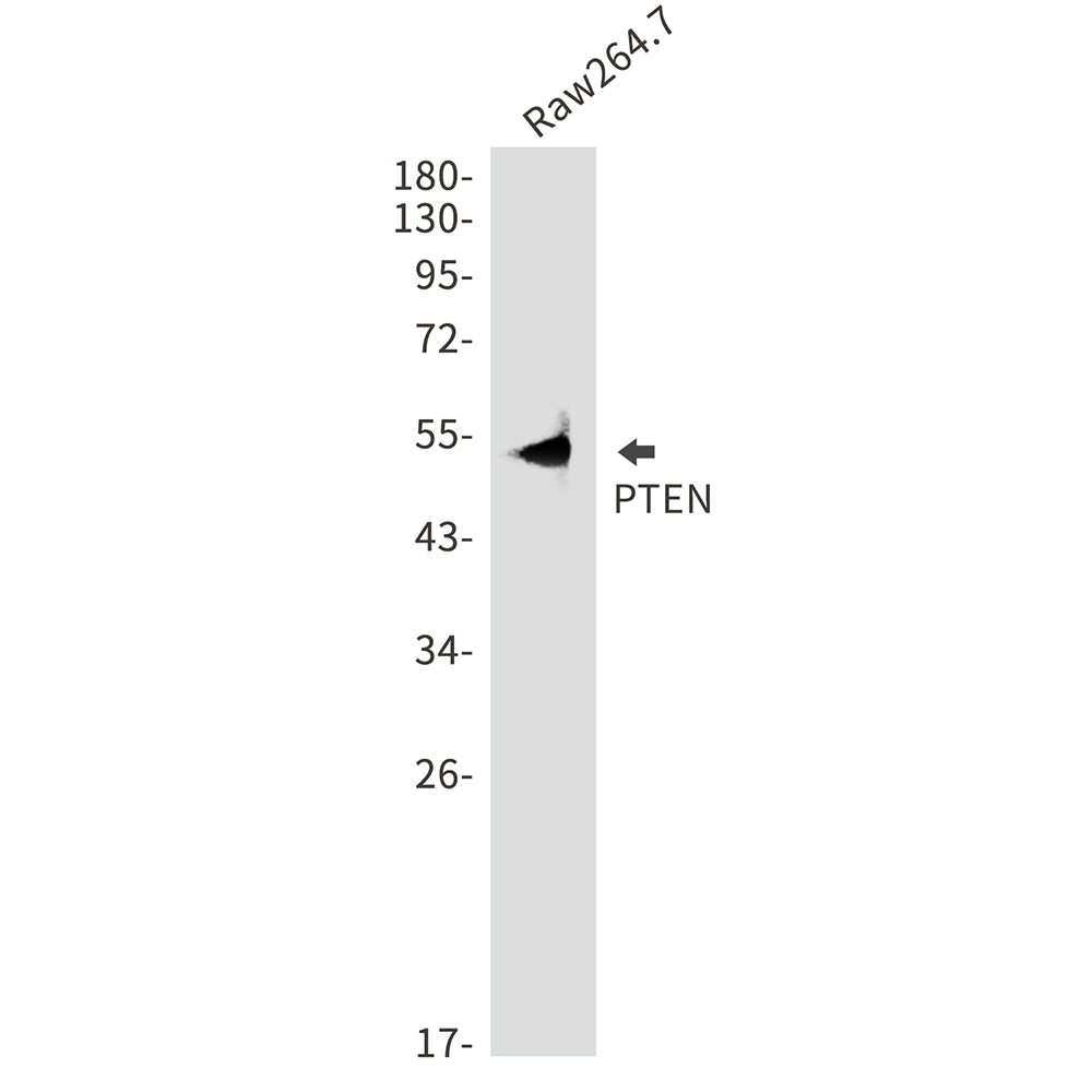 Anti-PTEN Rabbit Polyclonal Antibody