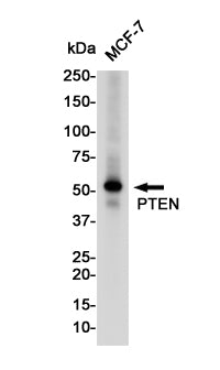 Anti-PTEN Rabbit Polyclonal Antibody