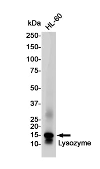 Anti-Lysozyme Rabbit Polyclonal Antibody