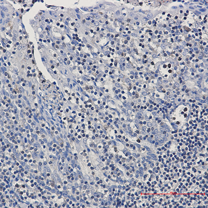 Anti-GRB2 Rabbit Polyclonal Antibody