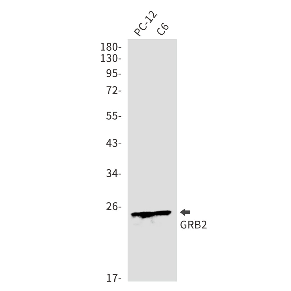 Anti-GRB2 Rabbit Polyclonal Antibody