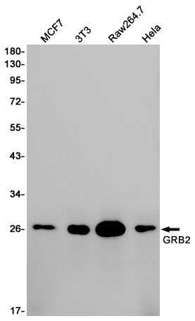 Anti-GRB2 Rabbit Polyclonal Antibody