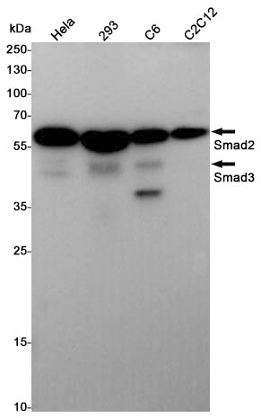 Anti-Smad2/3 Rabbit Polyclonal Antibody