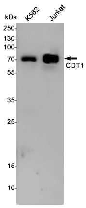 Anti-CDT1 Rabbit Polyclonal Antibody