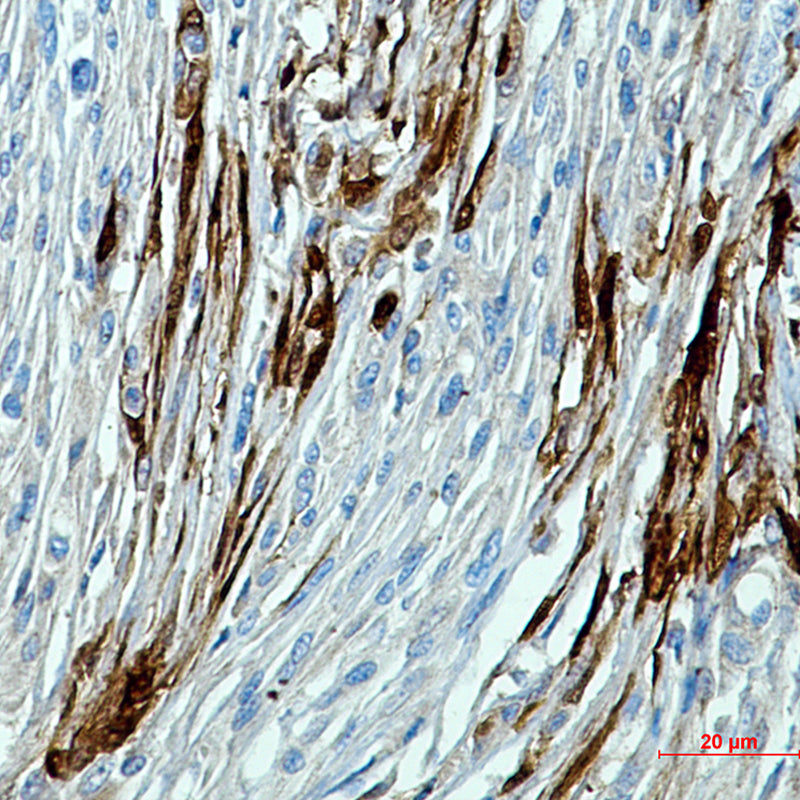 Anti-Calbindin Rabbit Polyclonal Antibody