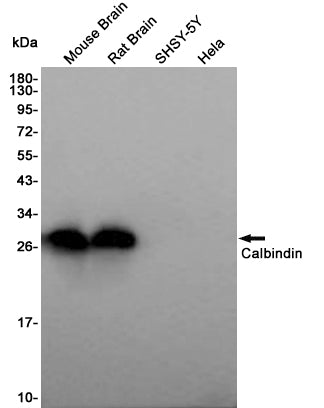 Anti-Calbindin Rabbit Polyclonal Antibody