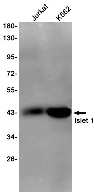 Anti-Islet 1 Rabbit Polyclonal Antibody