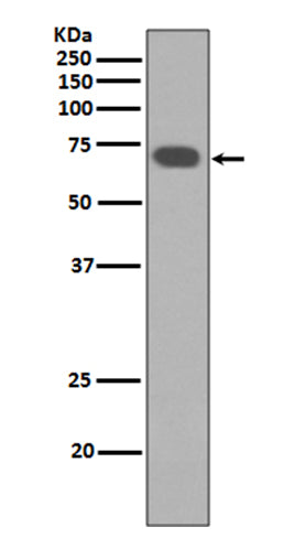 Anti-YAP1 Rabbit Polyclonal Antibody