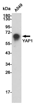 Anti-YAP1 Rabbit Polyclonal Antibody