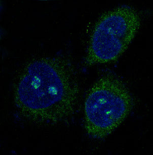 Anti-PUMA Rabbit Polyclonal Antibody
