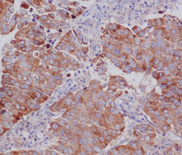 Anti-PUMA Rabbit Polyclonal Antibody
