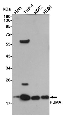 Anti-PUMA Rabbit Polyclonal Antibody
