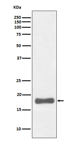 Anti-PUMA Rabbit Polyclonal Antibody