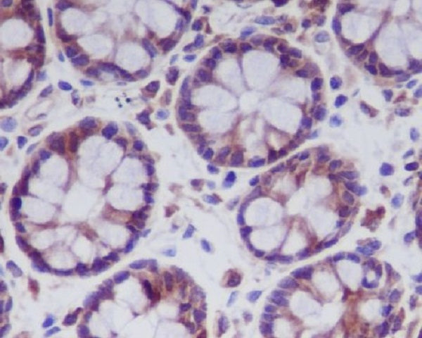 Anti-MLKL Rabbit Polyclonal Antibody