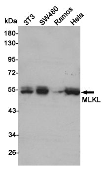 Anti-MLKL Rabbit Polyclonal Antibody