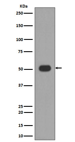 Anti-MLKL Rabbit Polyclonal Antibody