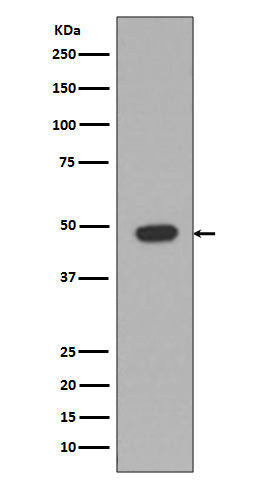 Anti-GFAP Rabbit Polyclonal Antibody
