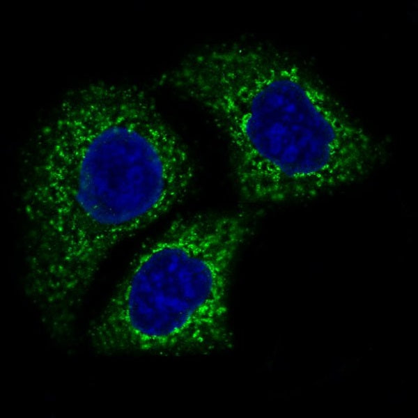 Anti-AIF Rabbit Polyclonal Antibody