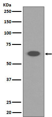 Anti-AIF Rabbit Polyclonal Antibody