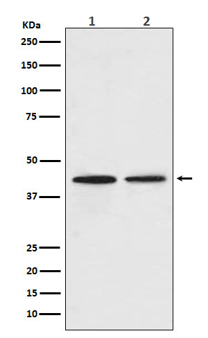 Anti-CCR9 Rabbit Polyclonal Antibody