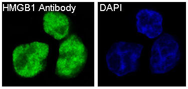 Anti-HMGB1 Rabbit Polyclonal Antibody