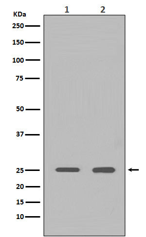 Anti-HMGB1 Rabbit Polyclonal Antibody