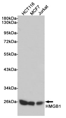 Anti-HMGB1 Rabbit Polyclonal Antibody