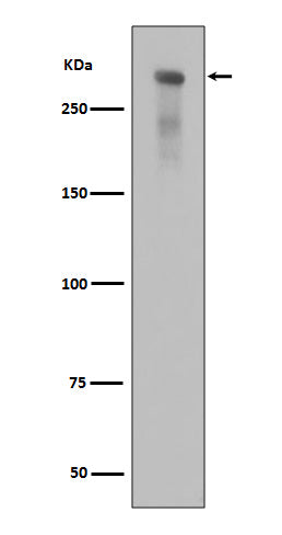 Anti-Phospho-DNA PKcs (Ser2056) Rabbit Polyclonal Antibody