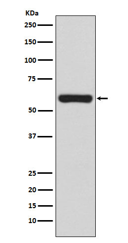 Anti-TRAF6 Rabbit Polyclonal Antibody
