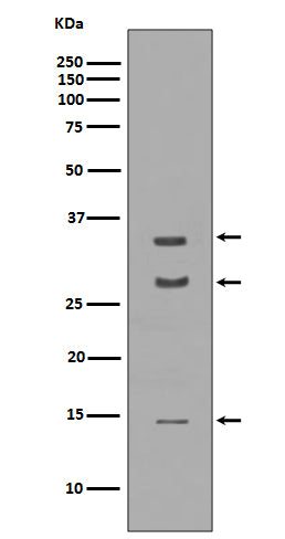 Anti-BDNF Rabbit Polyclonal Antibody