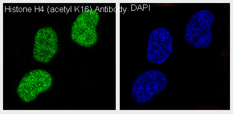 Anti-Acetyl-Histone H4 (Lys16) Rabbit Polyclonal Antibody