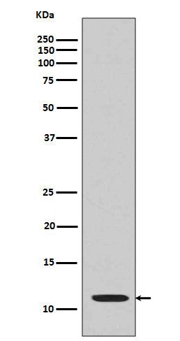 Anti-Acetyl-Histone H4 (Lys16) Rabbit Polyclonal Antibody