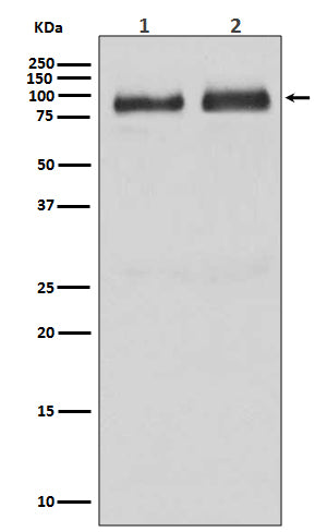 Anti-BRAF Rabbit Polyclonal Antibody