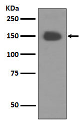 Anti-Trk A Rabbit Polyclonal Antibody