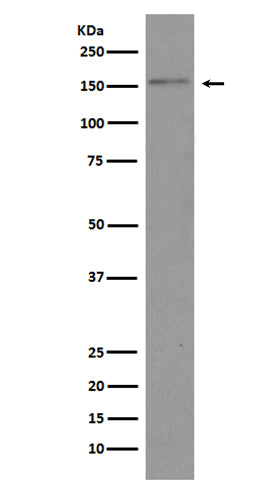 Anti-BRD4 Rabbit Polyclonal Antibody