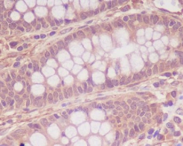 Anti-MYLK Rabbit Polyclonal Antibody