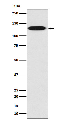 Anti-MYLK Rabbit Polyclonal Antibody