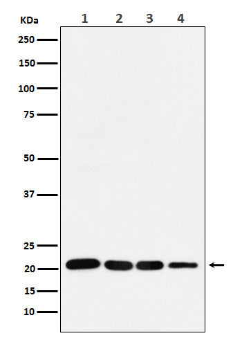 Anti-p21 Rabbit Polyclonal Antibody