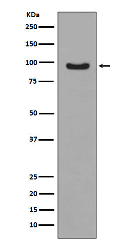 Anti-Phospho-FOXO3A (Ser235) Rabbit Polyclonal Antibody